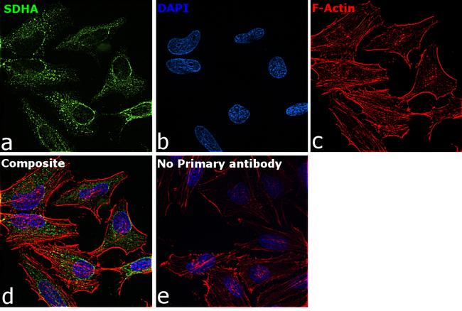 SDHA Antibody in Immunocytochemistry (ICC/IF)