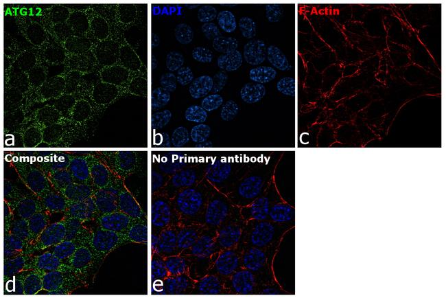 ATG12 Antibody in Immunocytochemistry (ICC/IF)