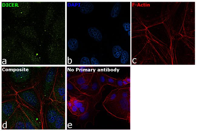 Dicer Antibody in Immunocytochemistry (ICC/IF)