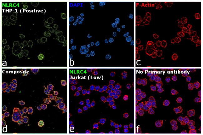 NLRC4 Antibody in Immunocytochemistry (ICC/IF)