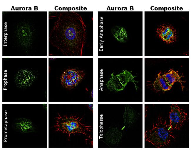 Aurora B Antibody in Immunocytochemistry (ICC/IF)