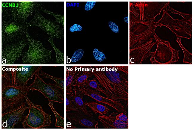 Cyclin B1 Antibody in Immunocytochemistry (ICC/IF)