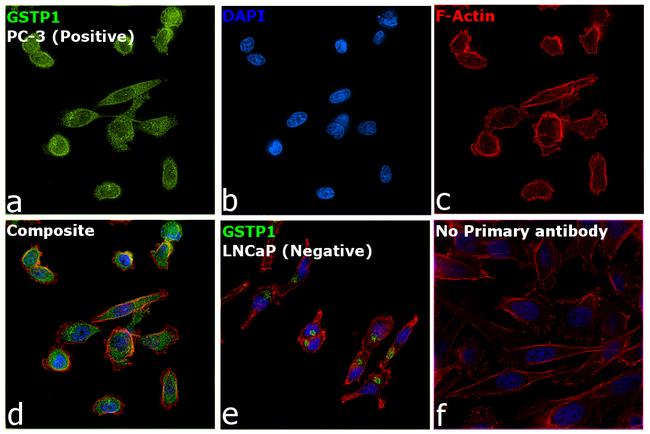 GSTP1 Antibody in Immunocytochemistry (ICC/IF)