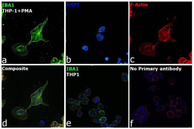 IBA1 Antibody in Immunocytochemistry (ICC/IF)