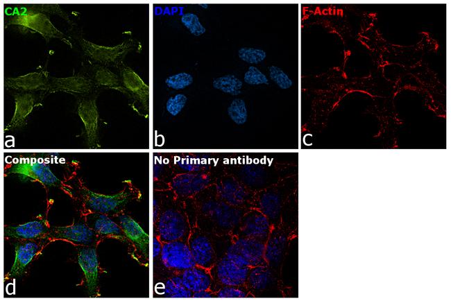 Carbonic Anhydrase II Antibody in Immunocytochemistry (ICC/IF)