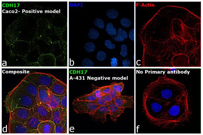 CDH17 Antibody in Immunocytochemistry (ICC/IF)