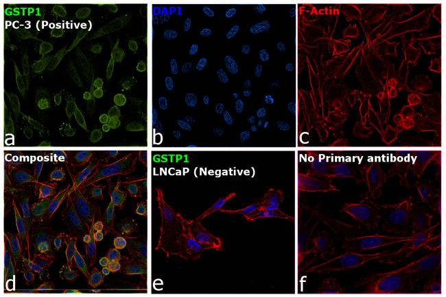 GSTP1 Antibody in Immunocytochemistry (ICC/IF)