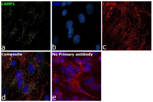 LAMP1 Antibody in Immunocytochemistry (ICC/IF)