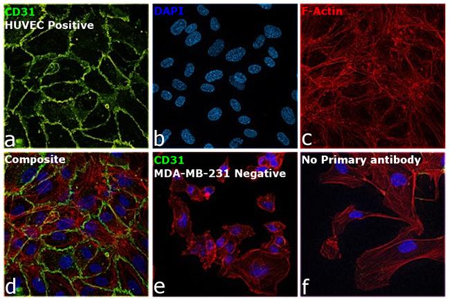 CD31 Antibody in Immunocytochemistry (ICC/IF)