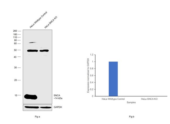 alpha Synuclein Antibody in Western Blot (WB)