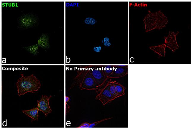 STUB1 Antibody in Immunocytochemistry (ICC/IF)