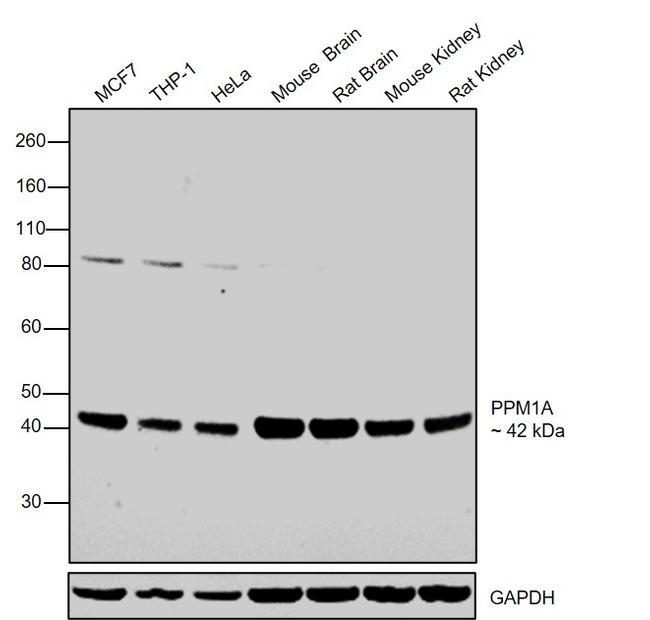 PPM1A Antibody in Western Blot (WB)