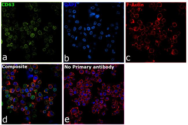 CD63 Antibody in Immunocytochemistry (ICC/IF)