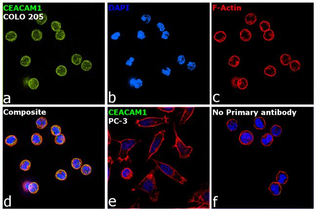 CEACAM1 Antibody in Immunocytochemistry (ICC/IF)