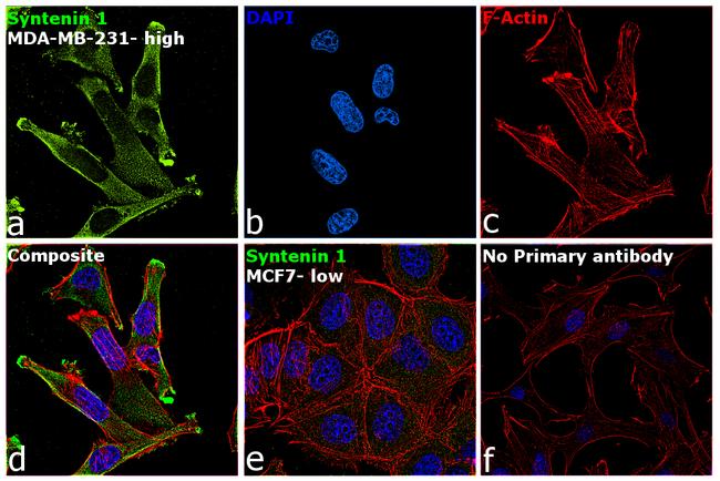 Syntenin 1 Antibody in Immunocytochemistry (ICC/IF)