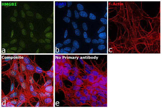 HMGB1 Antibody in Immunocytochemistry (ICC/IF)