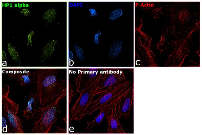 HP1 alpha Antibody in Immunocytochemistry (ICC/IF)