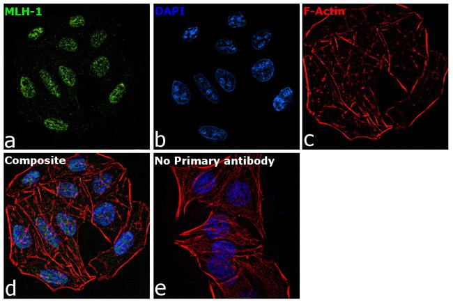 MLH1 Antibody in Immunocytochemistry (ICC/IF)