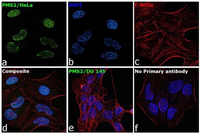 PMS2 Antibody in Immunocytochemistry (ICC/IF)