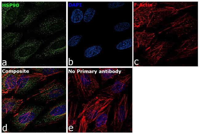 HSP90 alpha Antibody in Immunocytochemistry (ICC/IF)