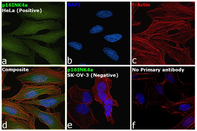 p16INK4a Antibody in Immunocytochemistry (ICC/IF)