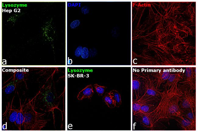 Lysozyme Antibody in Immunocytochemistry (ICC/IF)