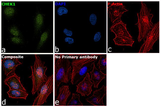 Chk1 Antibody in Immunocytochemistry (ICC/IF)