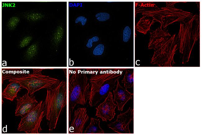 JNK2 Antibody in Immunocytochemistry (ICC/IF)