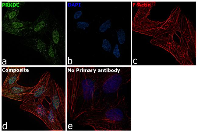 DNA-PK Antibody in Immunocytochemistry (ICC/IF)