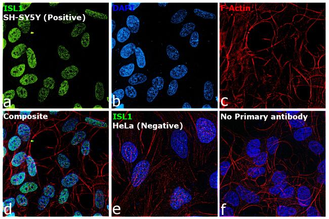 ISL1 Antibody in Immunocytochemistry (ICC/IF)