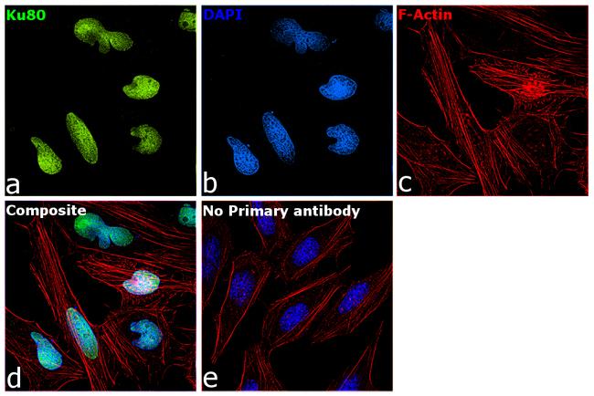 Ku80 Antibody in Immunocytochemistry (ICC/IF)