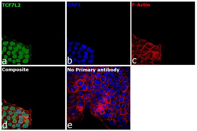 TCF7L2 Antibody in Immunocytochemistry (ICC/IF)