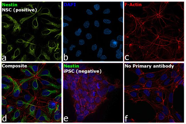 Nestin Antibody in Immunocytochemistry (ICC/IF)