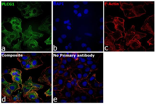 PLCG1 Antibody in Immunocytochemistry (ICC/IF)