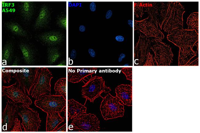 IRF3 Antibody in Immunocytochemistry (ICC/IF)