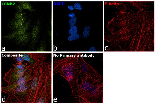 Cyclin B2 Antibody in Immunocytochemistry (ICC/IF)