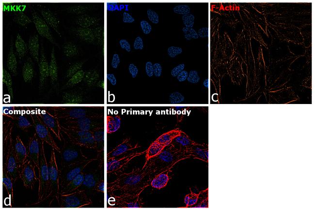 MKK7 Antibody in Immunocytochemistry (ICC/IF)