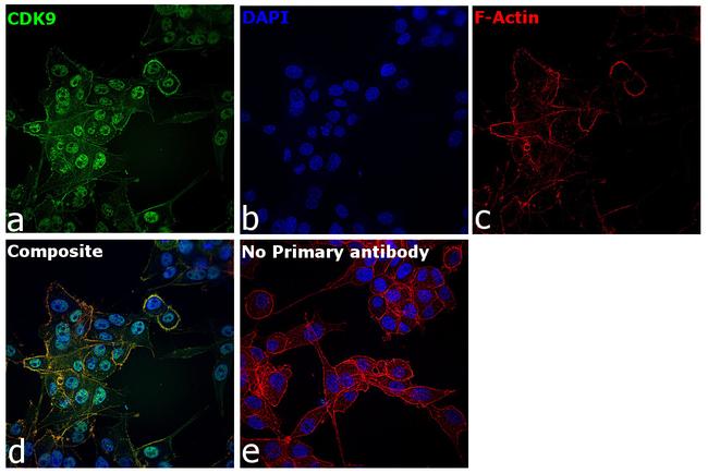 CDK9 Antibody in Immunocytochemistry (ICC/IF)