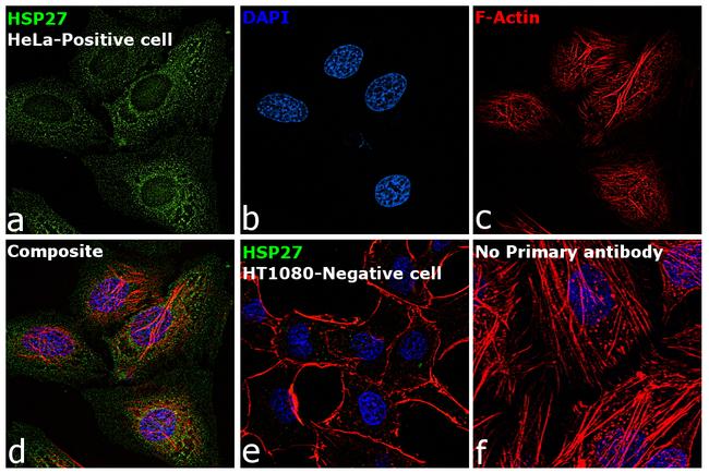 HSP27 Antibody in Immunocytochemistry (ICC/IF)