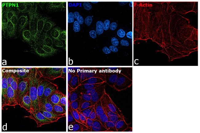 PTP1B Antibody in Immunocytochemistry (ICC/IF)