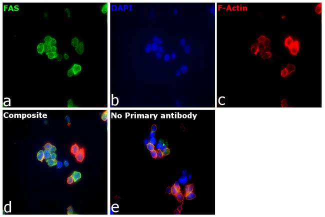 Fas Antibody in Immunocytochemistry (ICC/IF)