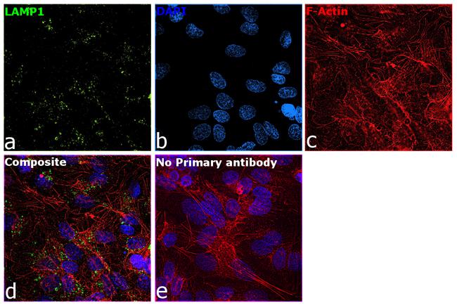 CD107a (LAMP-1) Antibody in Immunocytochemistry (ICC/IF)