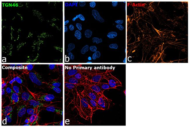 TGN46 Antibody in Immunocytochemistry (ICC/IF)