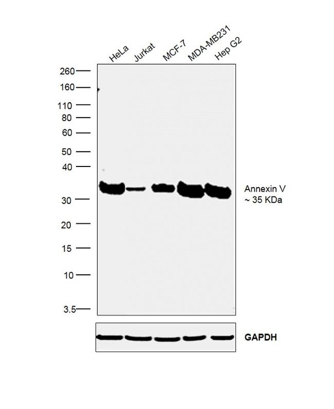 Annexin V Antibody in Western Blot (WB)