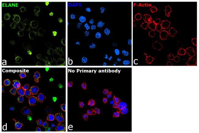 Neutrophil elastase Antibody in Immunocytochemistry (ICC/IF)