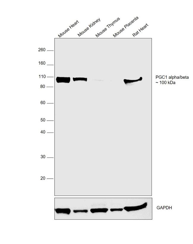 PGC1 alpha/beta Antibody in Western Blot (WB)