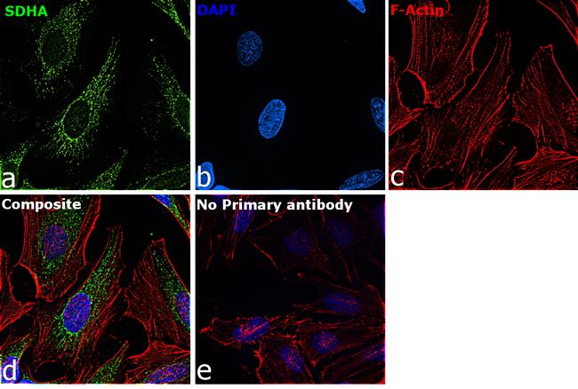 SDHA Antibody in Immunocytochemistry (ICC/IF)