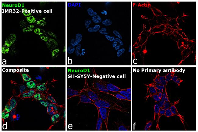 NeuroD1 Antibody in Immunocytochemistry (ICC/IF)