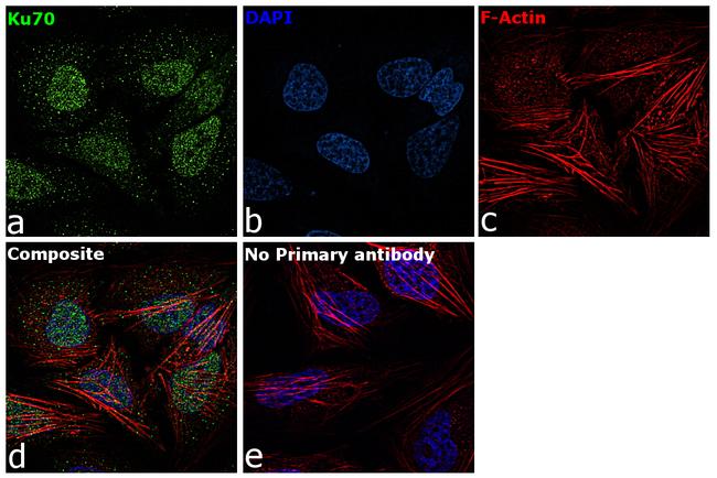 Ku70 Antibody in Immunocytochemistry (ICC/IF)