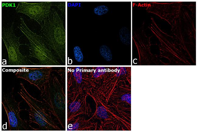 PDK1 Antibody in Immunocytochemistry (ICC/IF)